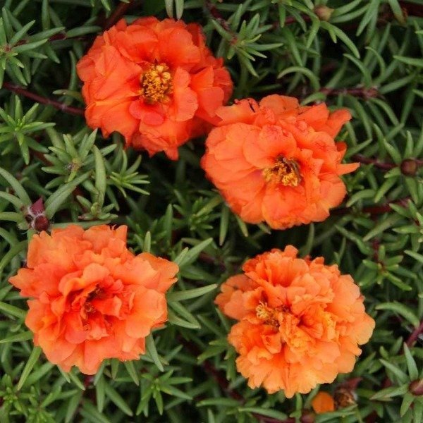 Producto - Semillas De Rosa De Musgo Portulaca Grandiflora Naranja - 1