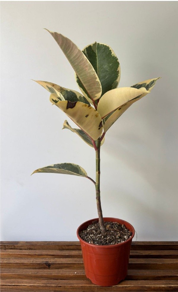 Producto - Gomero variegado chico