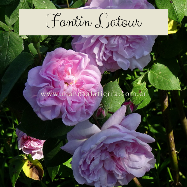 Producto - Rosal Fantin Latour - 0