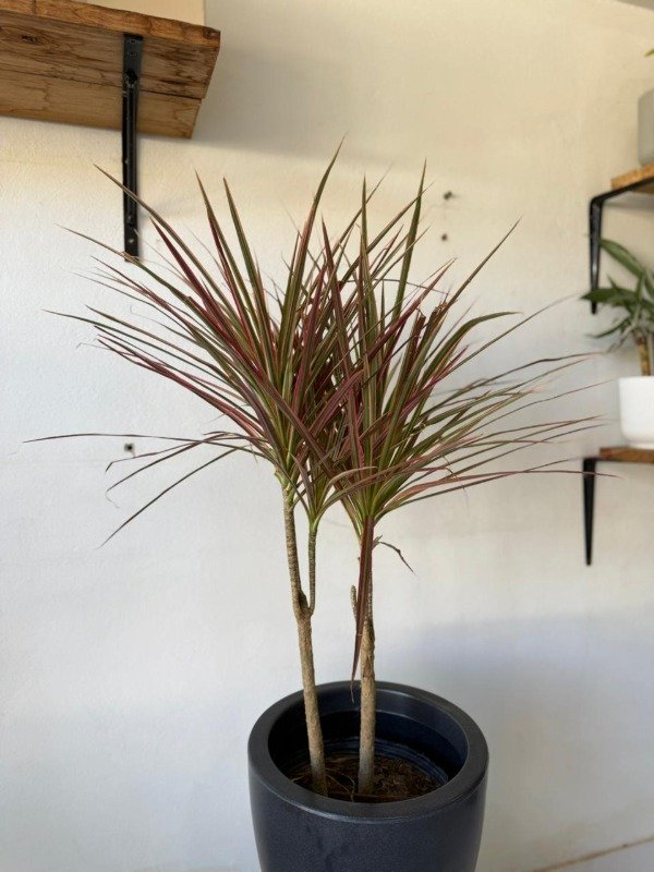 Producto - DRACENA MARGINATA