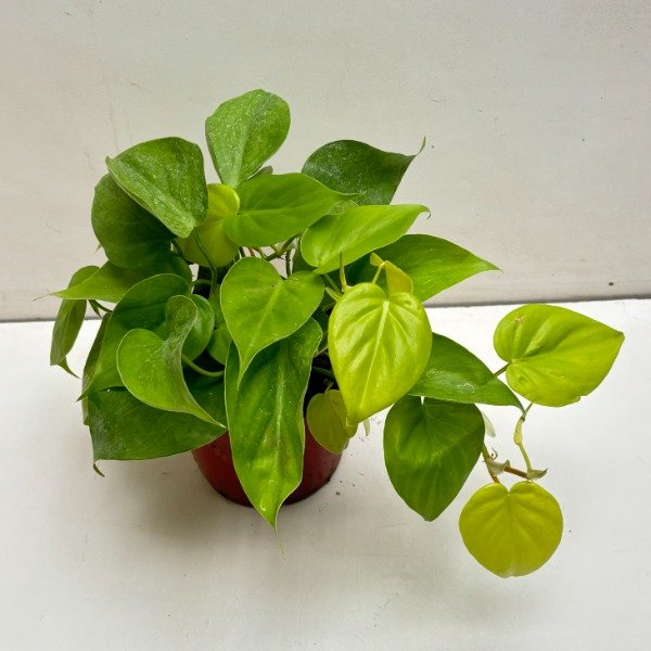Producto - Philodendron Cordatum Limón