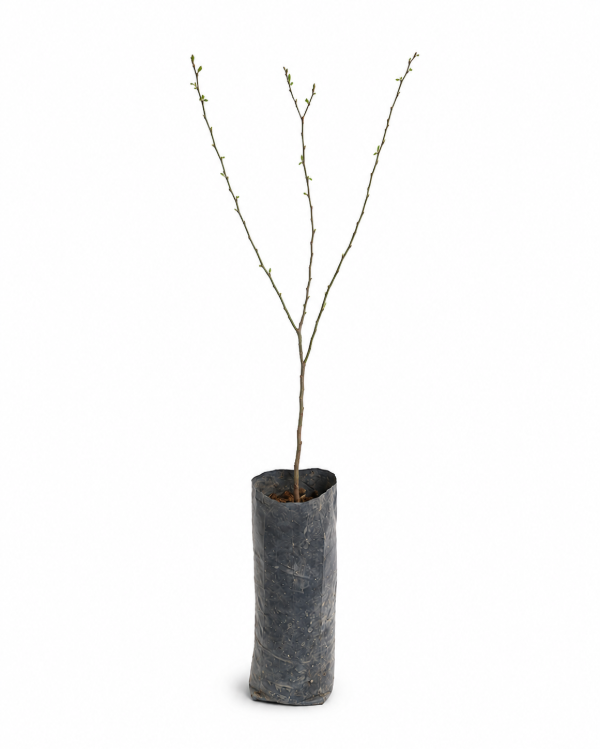 Producto - Algarrobo Negro - Envase forestal 3L - Línea Nativas Regenerativas