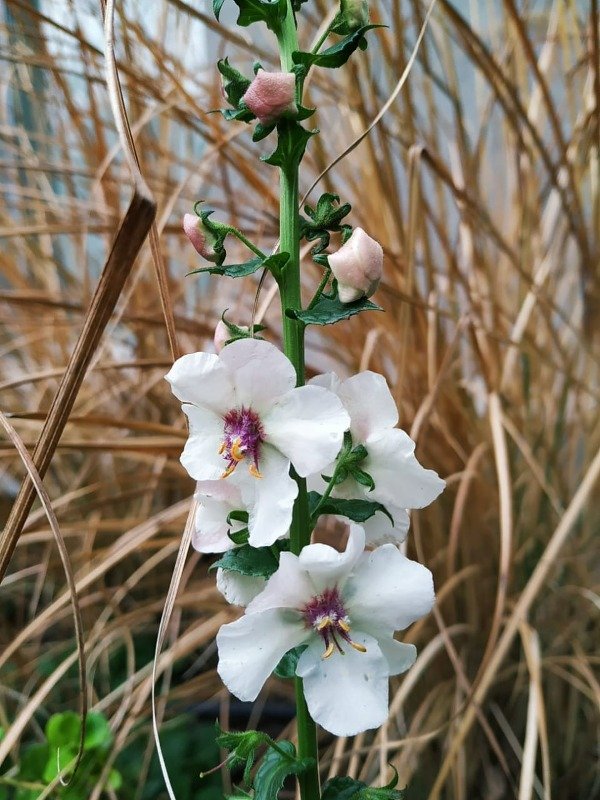 Producto - VERBASCUM BATLARIA