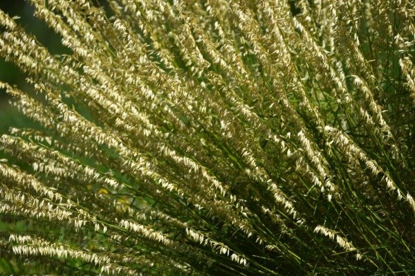 Producto - CORTADERITA (Melica macra) - 1