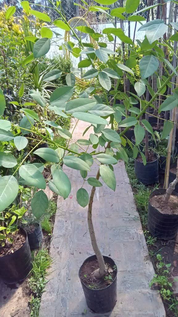 Producto - Ceibo