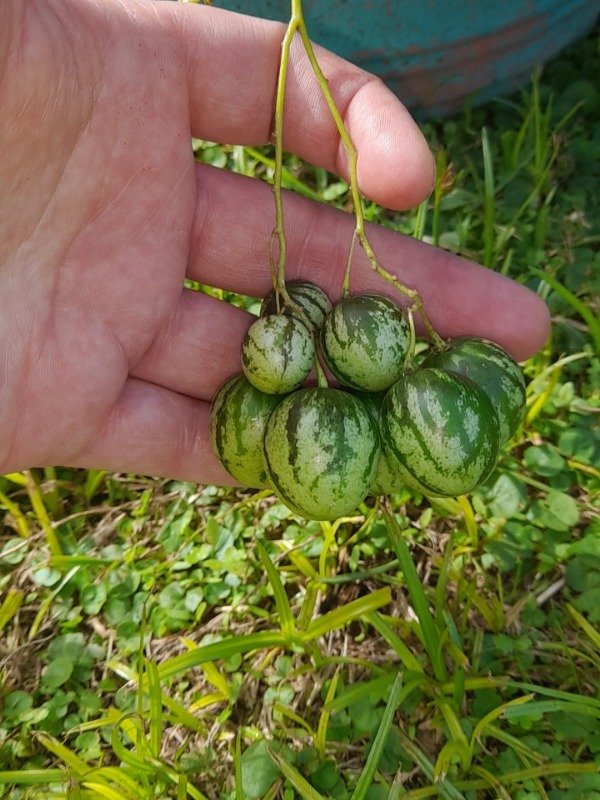 Producto - 15 Semillas de Tzimbalo o Pepino Llorón (Solanum Caripense) - 3