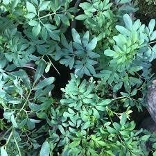 Producto - Ruda Hembra