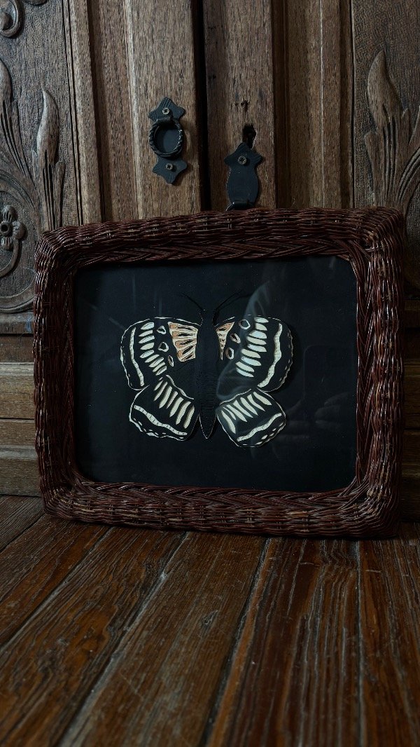Producto - Mariposa negra