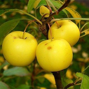 Producto - Malus sylvestris (Manzano común)