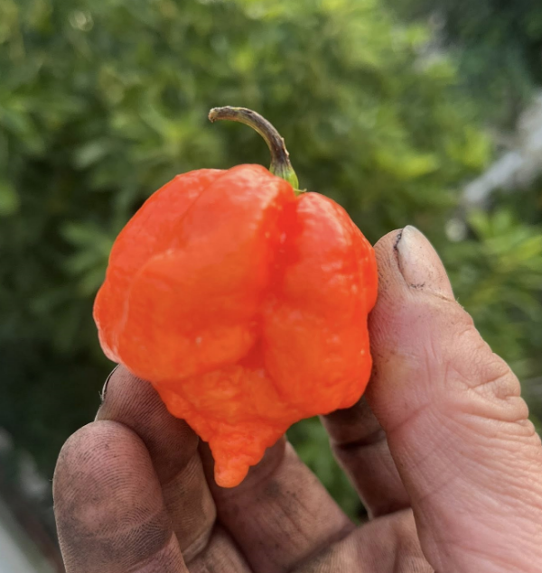 Producto - SEMILLAS DE AJI CAROLINA REAPER ORANGE