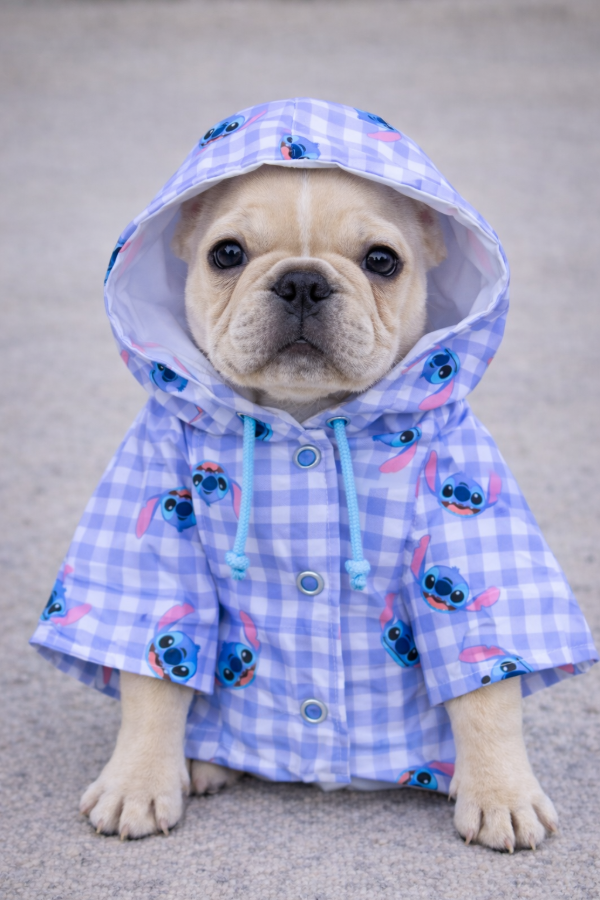 Producto - Piloto Stich