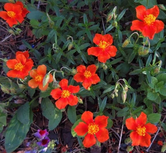 Producto - Helianthemum numularium "Henfield Brilliant" 0,75 L - 1