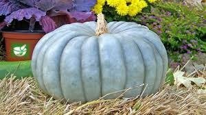 Producto - Zapallo Criollo