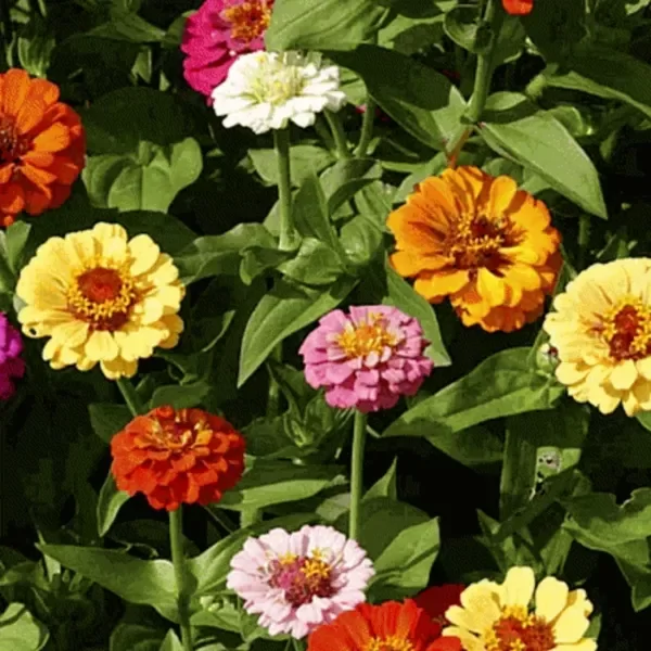 Producto - Semillas De Zinnia Elegans Mix 'pumila'