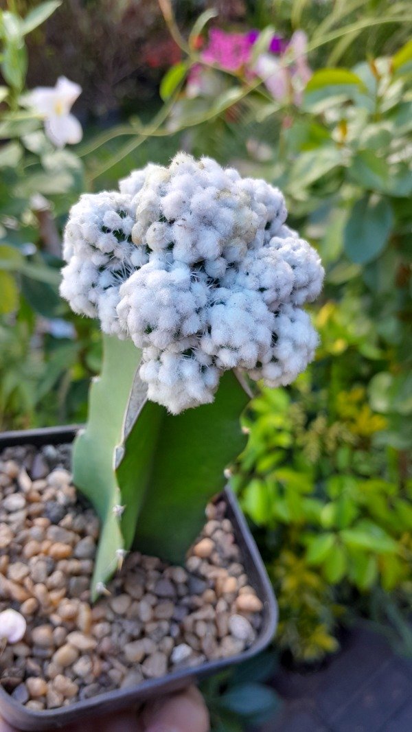 Producto - Mammillaria Multilanata (injertada)