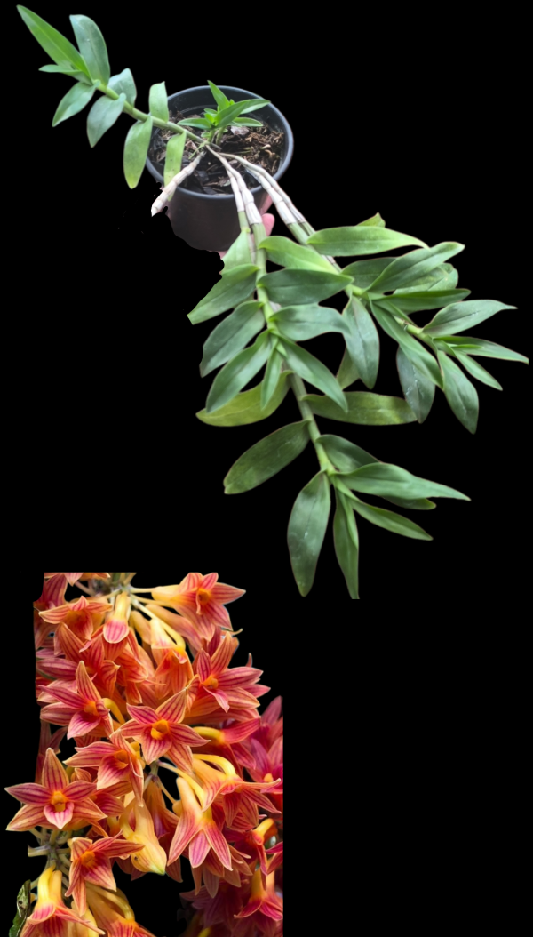 Producto - Dendrobium Usitae Red