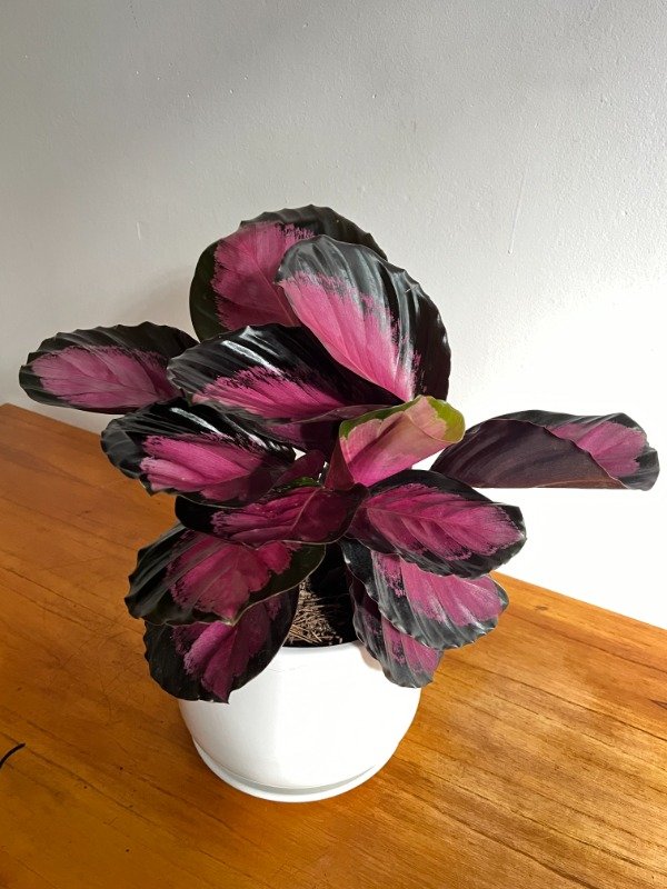 Producto - Calathea Crimson