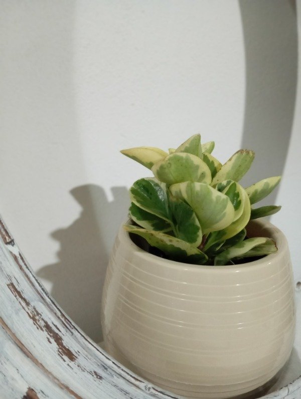 Producto - Peperomia