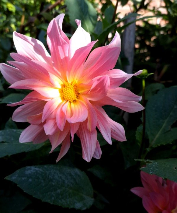 Producto - Dahlia Rosa