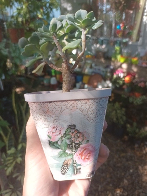 Producto - Sublimada Para Colgar Maceta - 1