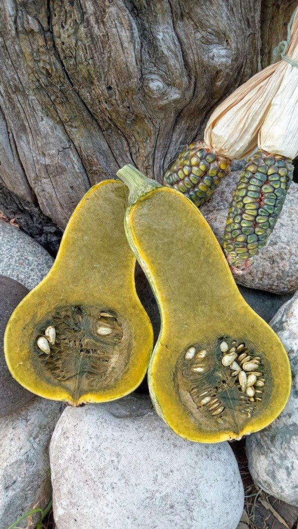 Producto - Semillas de Calabaza verde de Guatemala