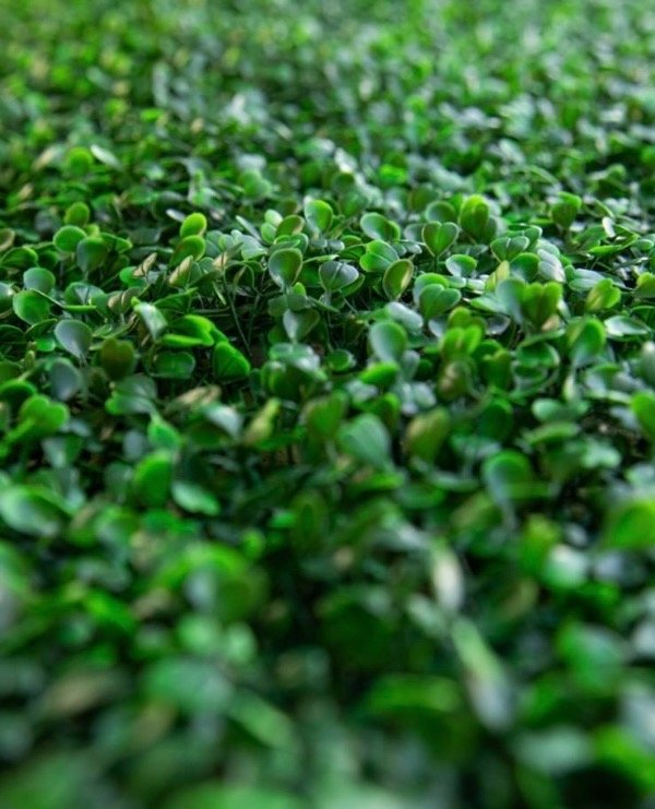 Producto - Jardín Vertical Pampa