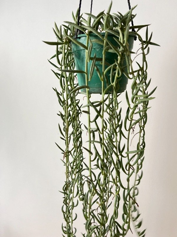 Producto - Cadenas de Bananas