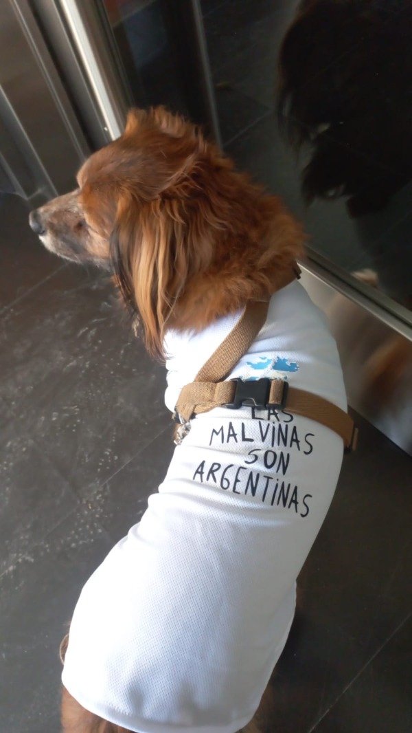 Producto - Remera "LAS MALVINAS SON ARGENTINAS" - 2