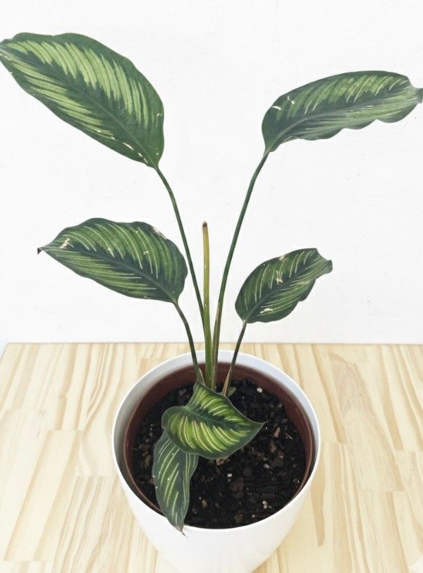Producto - Calathea Beauty Star varios tamaños