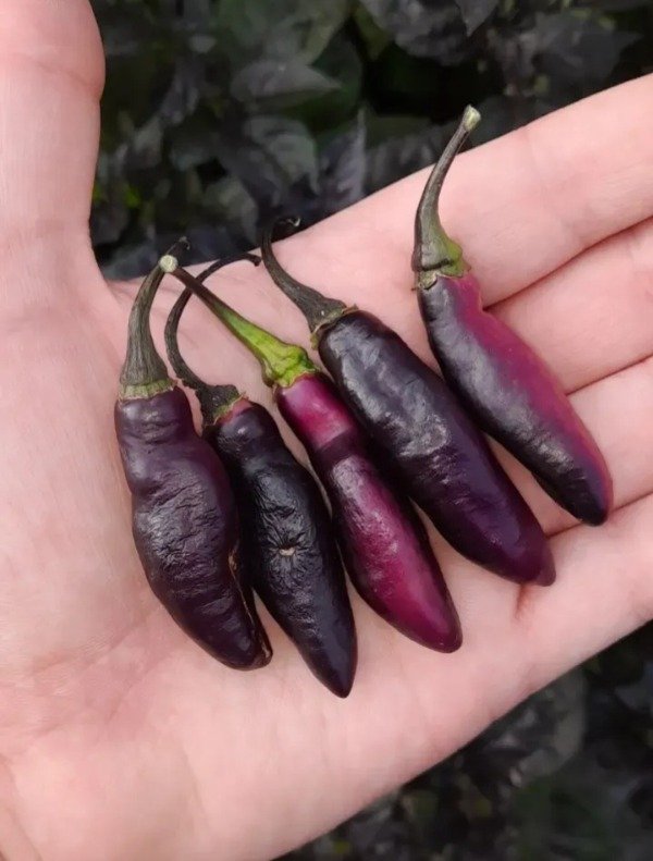 Producto - 10 Semillas de Ají Pimenta da Neyde