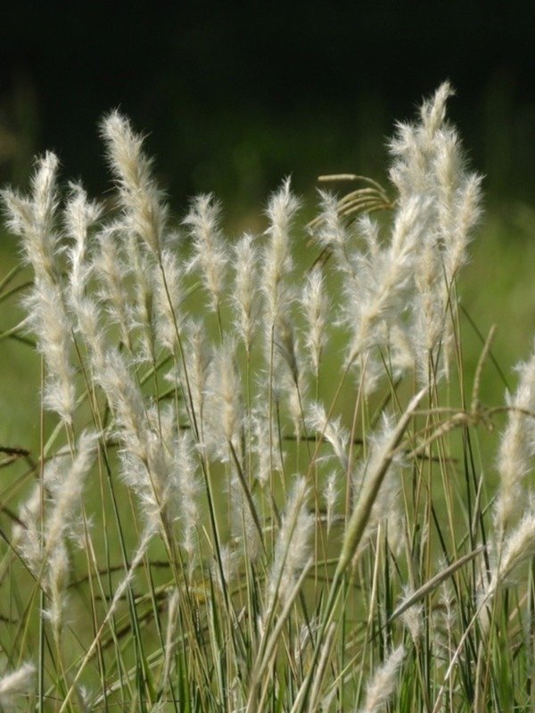 Producto - COLA DE LIEBRE  (Bothriochloa laguroides)