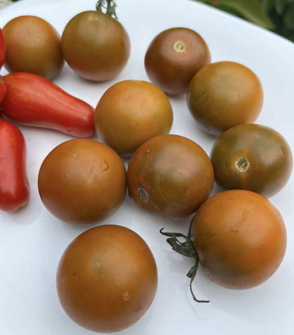 Producto - SEMILLAS DE TOMATE CHERRY PUMPKIN SPICE MULTIFLORA