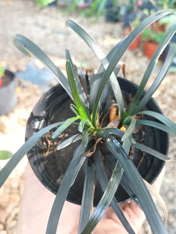 Producto - Pasto Negro (Ophiopogon planiscapus)