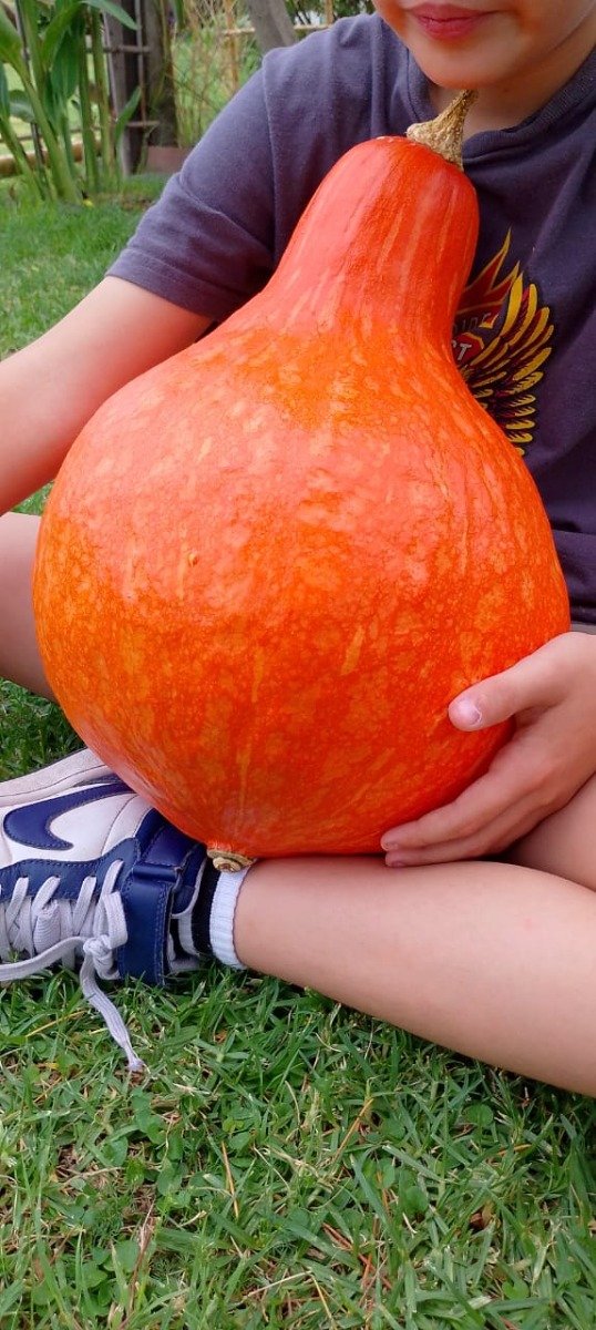 Producto - Semillas de Calabaza Boston marrow