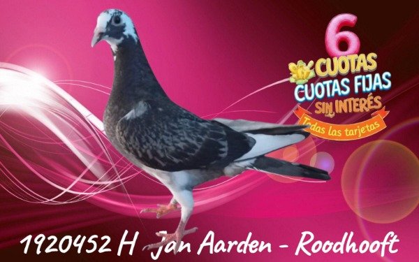 Producto - 1920452 H Jan Aarden -Roodhooft