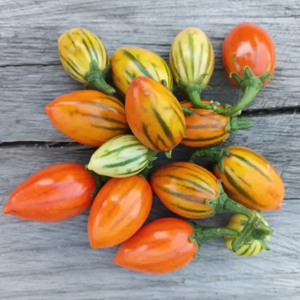 Producto - Berenjena Striped Toga