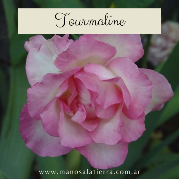 Producto - Rosal Tourmaline