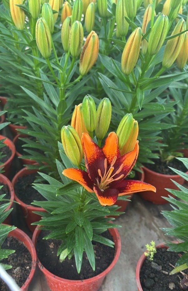 Producto - Planta de Lilium Vivero UTT