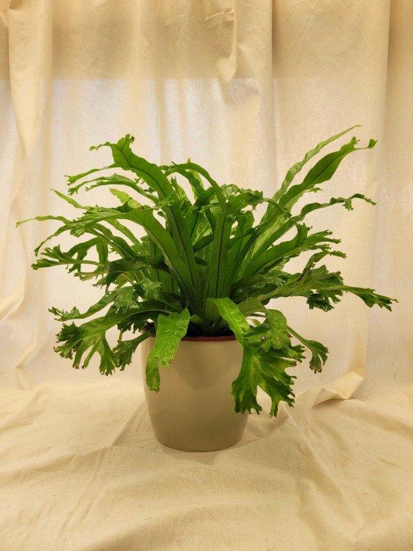 Producto - Helecho Asplenium Crissie