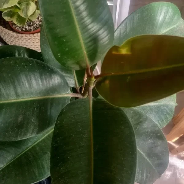 Producto - Gomero