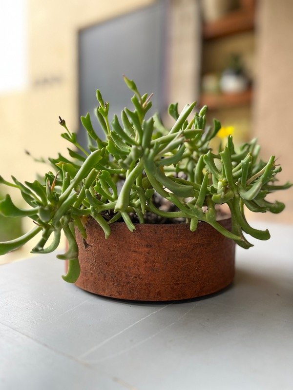 Producto - Maceta circular