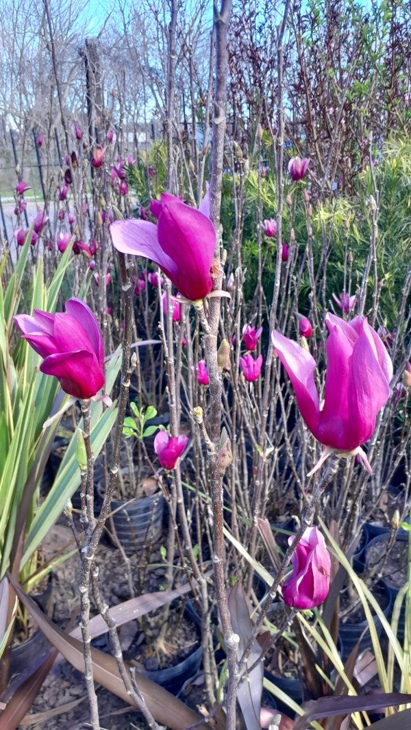 Producto - Magnolia Lilifolia o Purpurea