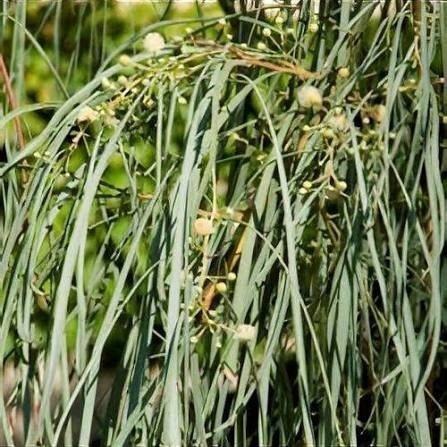 Producto - Acacia stenophylla 7 L - 0