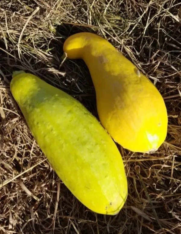 Producto - 10 Semillas De Zucchini De Cuello Torcido/cisne Dorado