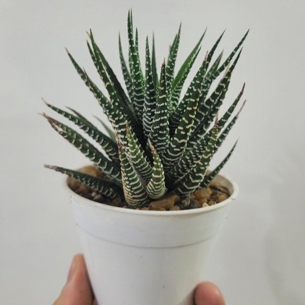 Producto - Haworthia attenuata zebrina