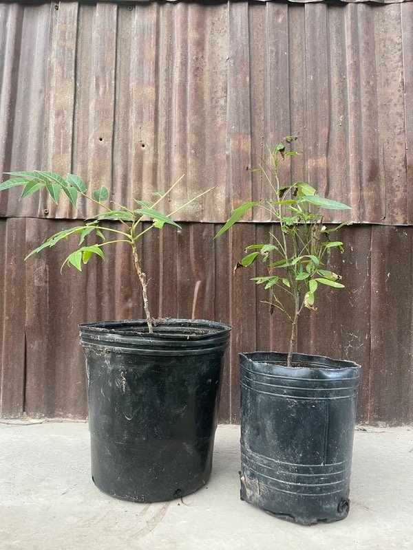 Producto - Sen del campo