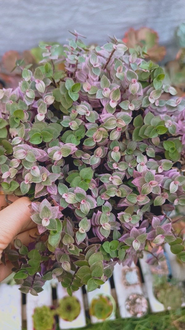 Producto - Callisia repens pink lady