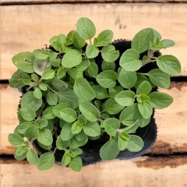 Producto - Orégano s12