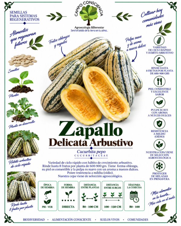 Producto - Zapallo Delicata Arbustivo - Semillas Agroecológicas