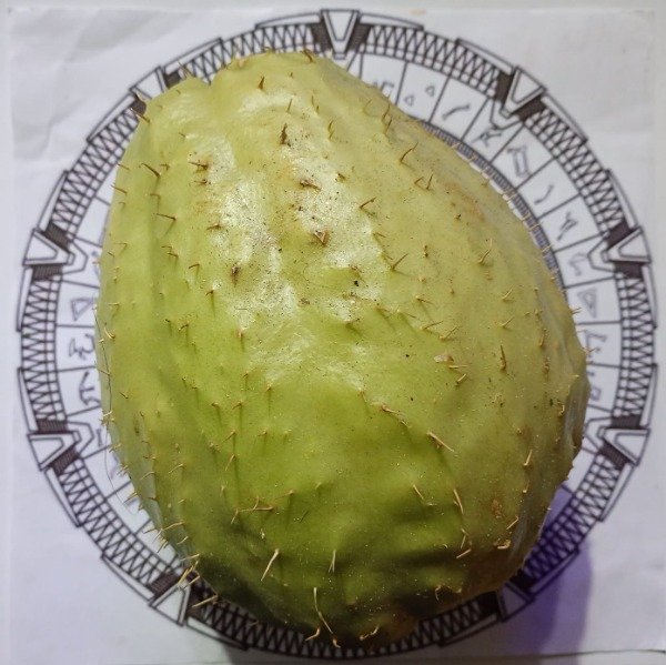 Producto - PAPA DEL AIRE - CHAYOTE